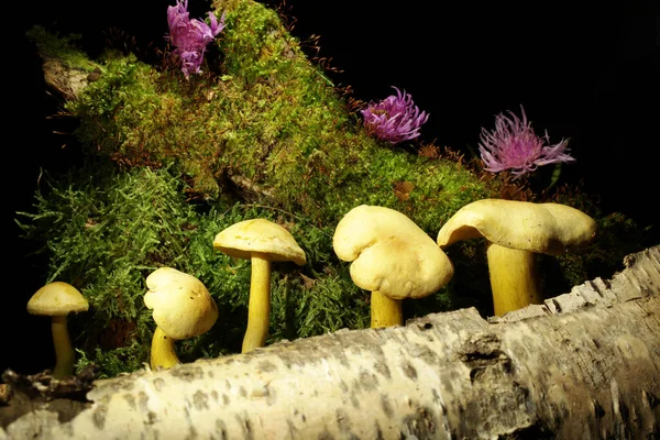 어두운 배경의 버섯들 이름은 Sulphur Knight 가스아라고 Gas Agaric Latin — 스톡 사진