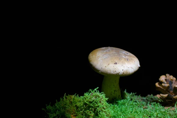 어두운 나무숲의 버섯은 빛만을 이용하여 비춘다 그것은 클라우드 깔때기라고 버섯이다 — 스톡 사진