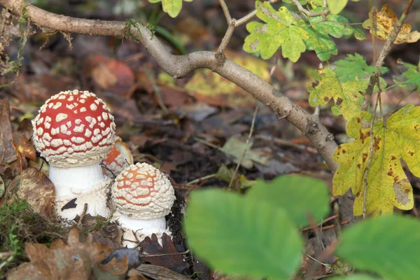 낙엽수림과 수림에서 Agaric Amanita Muscaria 립니다 아름답고 다채롭지만 독성이 — 스톡 사진