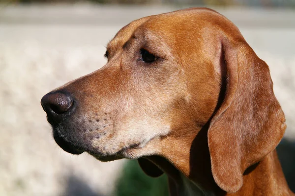 Beau portrait de chien de pointeur brun, chien de chasse. Chien