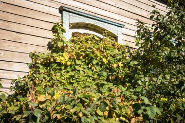 Terk edilmiş eski ev, zıpzıp dolu.