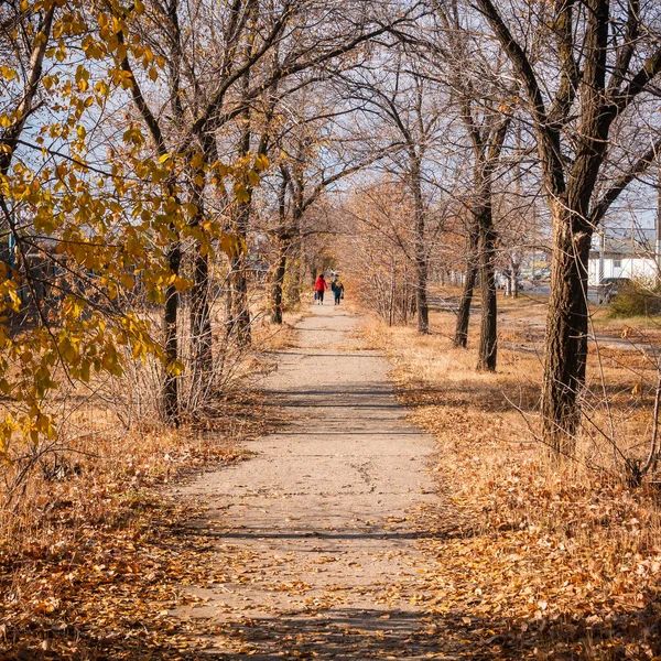 天気の良い日には 横に木のある秋の黄色の葉が落ちる街の歩道 — ストック写真