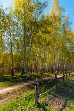 Bahar manzarası - ahşap çitli patika ve huş ağaçları ile güneşli bir bahar günü yol boyunca genç yapraklar