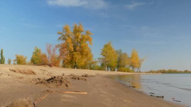 Güneşli bir sonbahar gününde körfezin kumlu sahilinde sarı yapraklı ağaçlar