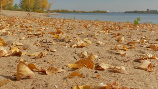 Pantai Berpasir Teluk Dengan Daun Kuning Jatuh Pasir Pada Hari — Stok Video