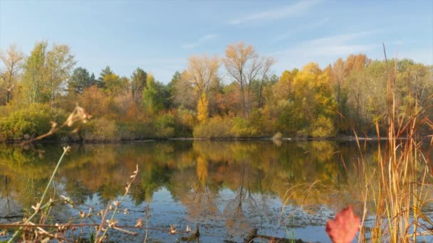 秋の晴れた日には 黄色の葉を持つ木々や茂みのある森の湖の海岸 — ストック動画