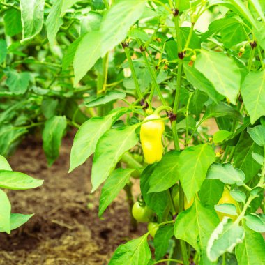 Dolmalık biberli dallar yakın plan.