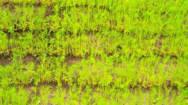 İçinde taze havuç filizleri olan bir yatak.