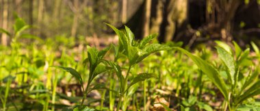 Spring concept - the first young grass in the forest close-up, panoramic view, spring natural background