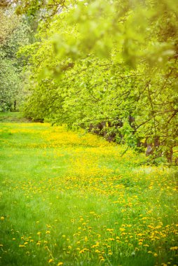 Ağaçlı bahar bahçesi, taze yapraklı ve kır çiçekli yeşil çimen, seçici odaklı.