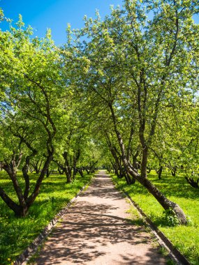 Ağaçlı bahar bahçesi, taze yapraklar ve kır çiçekli yeşil çimenler, güneşli bir günde ağaçların arasındaki patika.