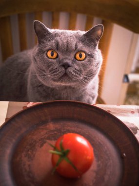 A hungry British Shorthair cat sits in front of a plate of one tomato.