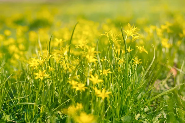 Morning Summer Meadow Grass Yellow Flowers Close Light Morning Fog — Fotografia de Stock