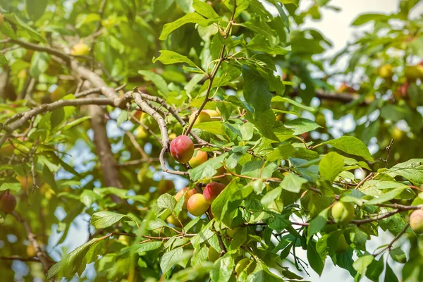 Prugne Maturano Ramo Una Giornata Sole Bello Sfondo Estivo — Foto Stock