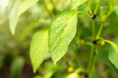 Güneş, çan biberi yapraklarını su damlalarıyla aydınlatıyor..