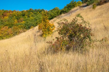 Güzel bir sonbahar manzarası. Orman ve yaban gülü çalıları, güneşli bir günde yamaçta böğürtlenler ve arka planda mavi bir gökyüzü.