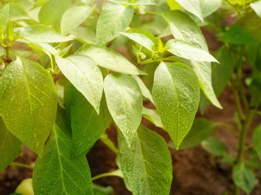 Sabah güneşiyle aydınlanan yeşil yapraklar çan biberi çalılarının su damlacıklarıyla