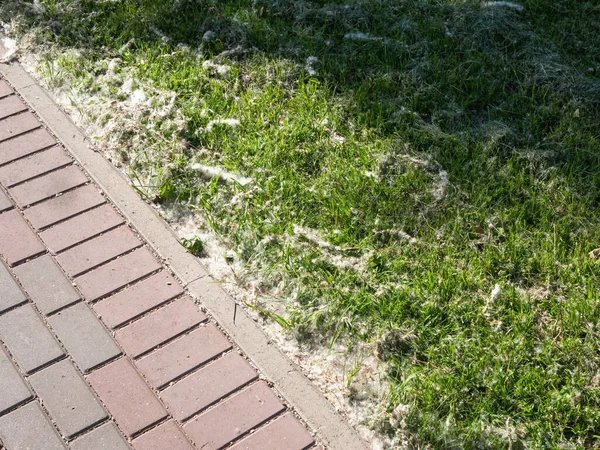 Poplar Fluff Şehrin Caddesindeki Patikanın Yakınındaki Bir Alerji Maddesi — Stok fotoğraf