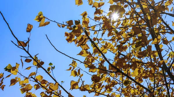 Ramo Uma Árvore Com Folhas Amarelas Contra Céu Azul Sol — Fotografia de Stock