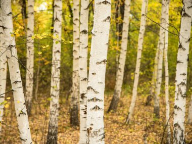 Sonbahar koruluğunda beyaz huş gövdeleri, bulanık arka plan, seçici odak