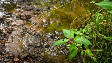 Orman deresinin yanında kırmızı çiçekli bir çalı. Yakın plan. Sabırsız glandulifera