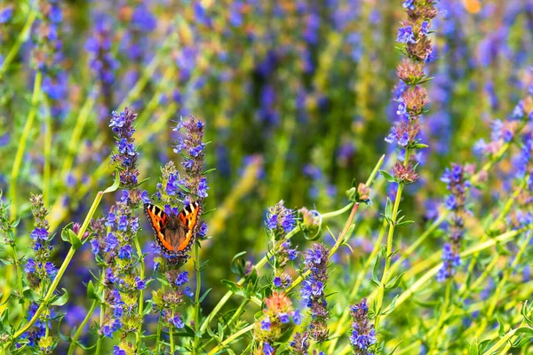 Farfalla Campo Fioritura Issopo Primo Piano Sfondo Naturale Sagoma Carta — Foto Stock