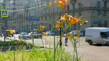 Summer City - Lily ön planda ve bulanık sokakta arka planda, arabalar cadde boyunca gidiyor