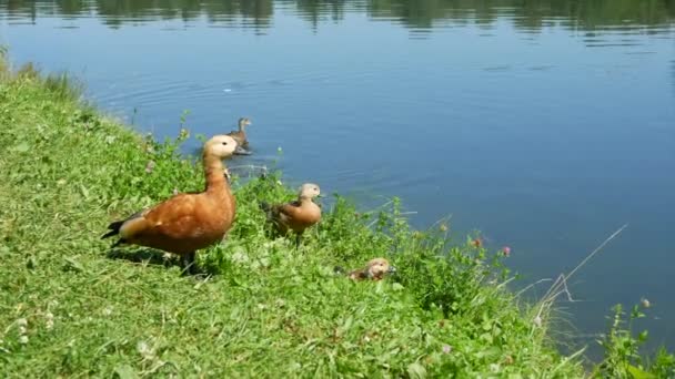 Famille Canards Aux Canetons Canard Chasse Ses Rivaux — Video