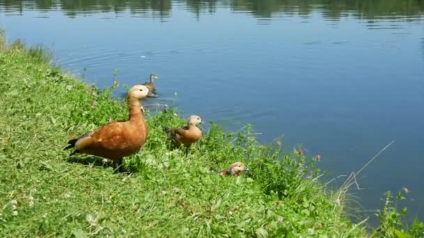 Famiglia Anatre Con Anatroccoli Anatra Scaccia Rivali — Video Stock