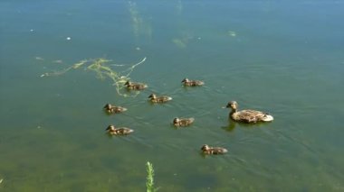 Gölün kıyısında yüzen ördek yavruları olan ördek ailesi.