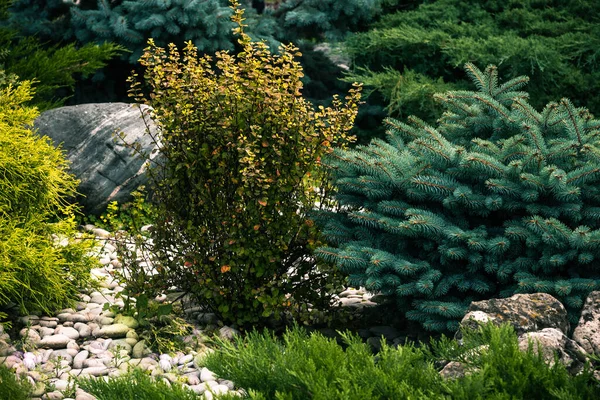 Composición Paisajística Piedras Guijarros Plantas Arbustos Pino —  Fotos de Stock