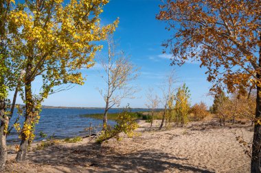 Sonbahar manzarası. Güneşli bir günde kumlu bir körfezin kıyısında renkli yaprakları olan ağaçlar.