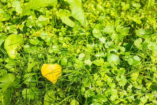 Primeira Folha Amarela Grama Verde — Fotografia de Stock