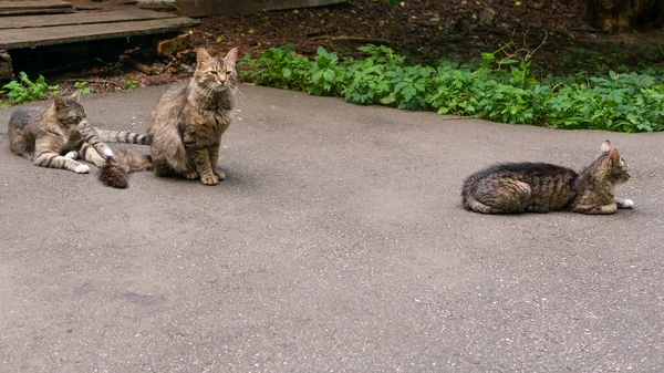 Sokak Kedileri Evlerinin Eski Terk Edilmiş Evinin Önünde Dinlenirler — Stok fotoğraf