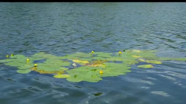 Fleurs Jaunes Nénuphars Sur Les Grandes Feuilles Balancent Dans Eau — Video