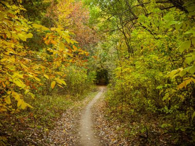 Sonbahar manzarası. Sonbahar ormanlarında çalılıklara doğru giden bir patika.