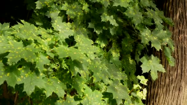 Maple Leaves Affected Fungus Rhytisma Acerinum Close Urban Tree Disease — Stock Video