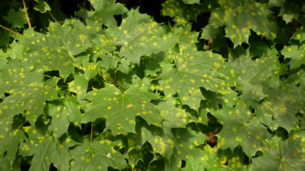 Maple Leaves Affected Fungus Rhytisma Acerinum Close Urban Tree Disease — Stock Video