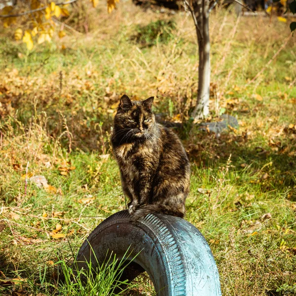 Street Cat Sits Tire Dug Ground City Courtyard — 图库照片