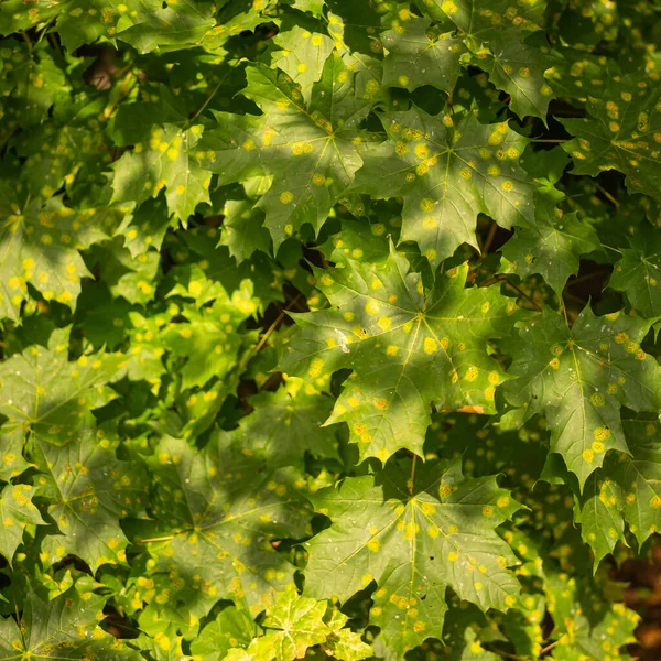 Folhas Bordo Afetadas Pela Doença Rhytisma Acerinum — Fotografia de Stock