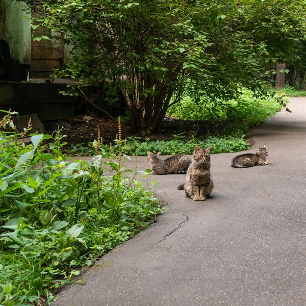 一个无家可归的街头猫的家庭在一座老房子前休息 — 图库照片