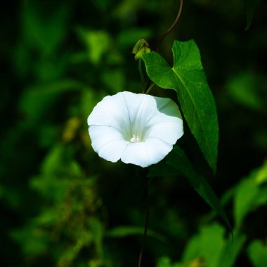 Koyu arkaplanda beyaz loach çiçeği, yakından yapraklı.