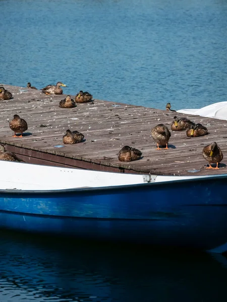 Patos Dormem Uma Doca Barco Madeira Com Barco Amarrado Lago — Fotografia de Stock