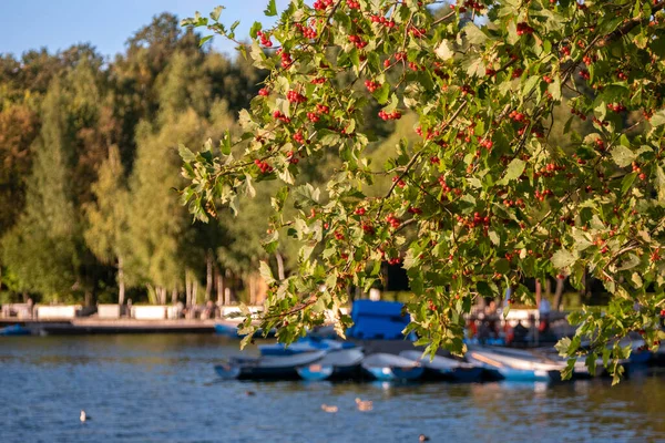 Φθινόπωρο Τοπίο Κλαδιά Του Viburnum Μούρα Στο Φόντο Μιας Λίμνης — Φωτογραφία Αρχείου