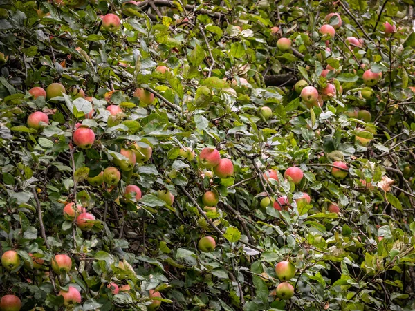 Espace Avec Des Branches Pommier Avec Des Pommes Mûrissantes Arrière — Photo