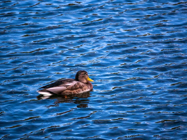 Die Ente Schwimmt Ohne Große Aufregung Strahlend Blauen Wasser — Stockfoto