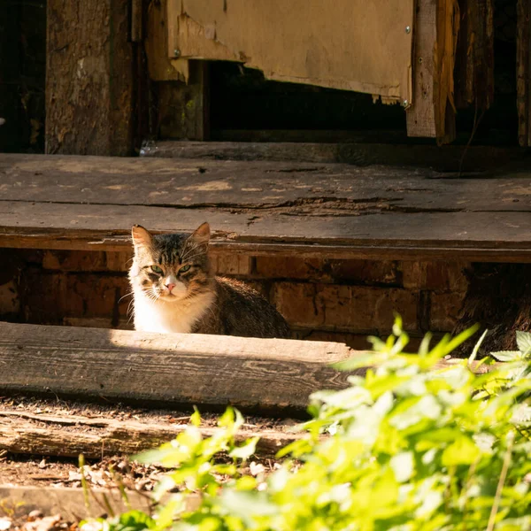 Gato Sem Abrigo Perto Uma Antiga Casa Abandonada Plano Médio — Fotografia de Stock