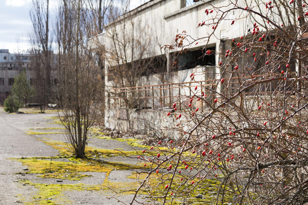 UKRAINE. Chernobyl Exclusion Zone. - 2016.03.19. Buildings in the abandoned city of Pripyat