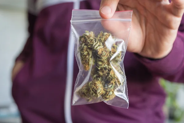 Uomo che commercia marijuana mostrando germogli nel pacchetto zip — Foto Stock