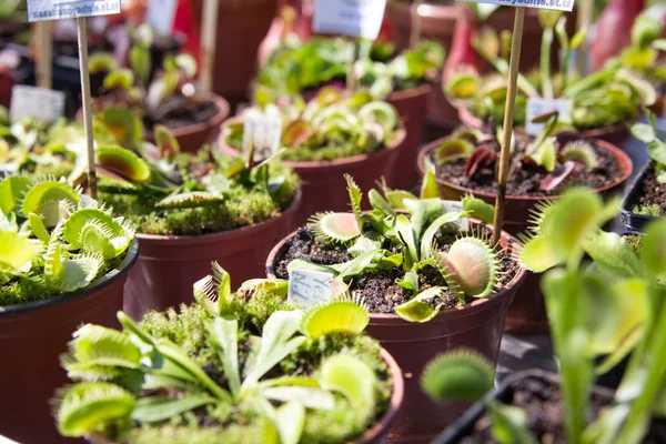 Plantas carnívoras Dionaea muscipula en el mercado al aire libre —  Fotos de Stock